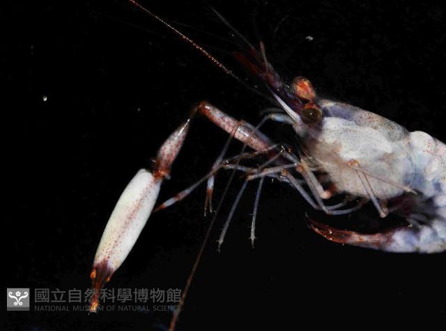 共棲岩蝦藏品圖，第2張