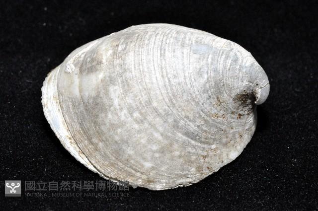 大黃偏蓋螺藏品圖，第2張