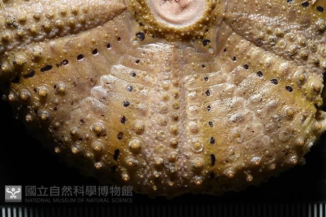 粒毛冠海膽藏品圖，第2張