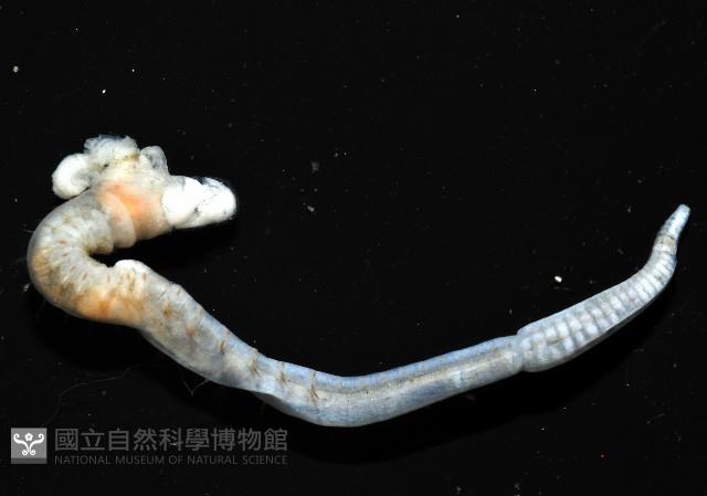 八里梳鰓蟲藏品圖，第2張