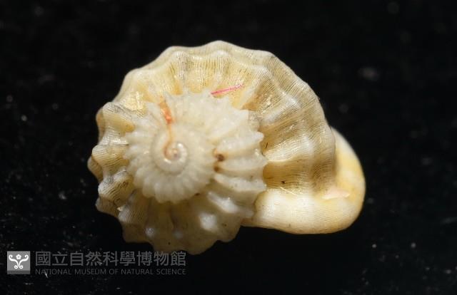 雞籠花冠螺藏品圖，第2張