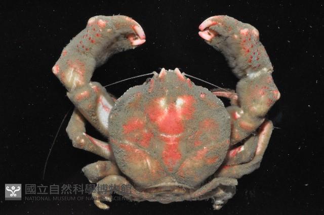 中型平殼蟹藏品圖，第2張