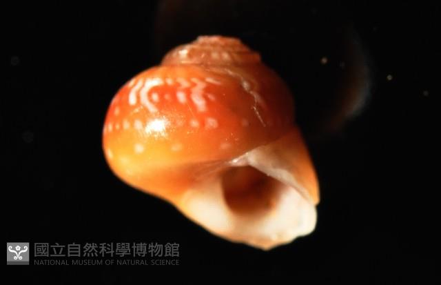 瓔珞蠑螺藏品圖，第2張