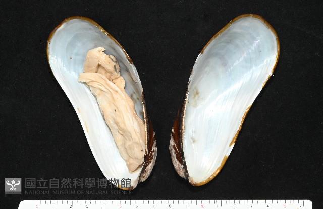 平端深海殼菜蛤藏品圖，第2張