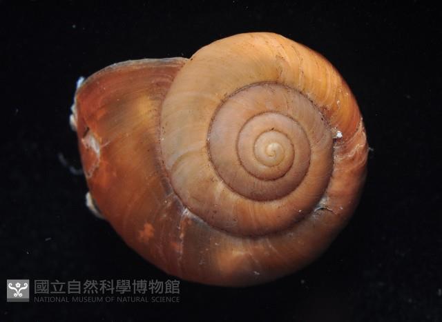 球蝸牛藏品圖，第2張