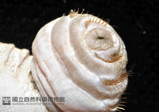 不倒翁蟲藏品圖，第2張
