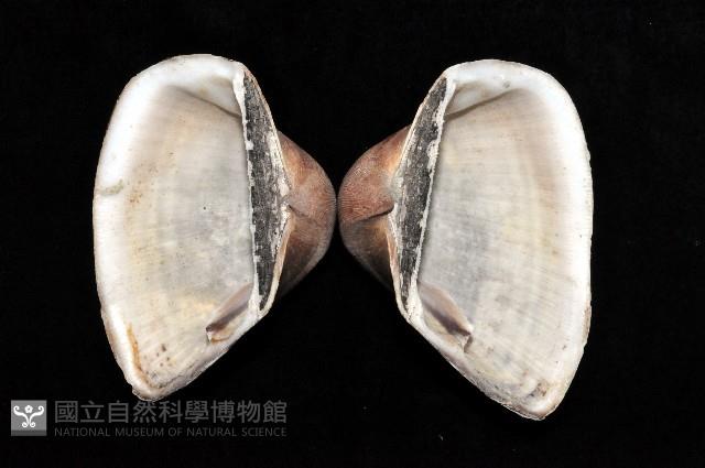 圓魁蛤藏品圖，第2張