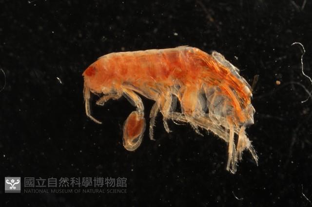 新種沙蚤鉤蝦藏品圖，第2張