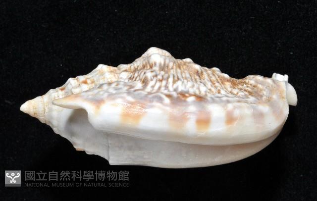 緋袖鳳凰螺藏品圖，第2張