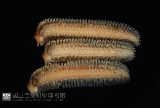 新種雄顎平馬陸藏品圖，第2張