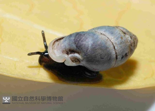 臺灣豆蝸牛藏品圖，第2張