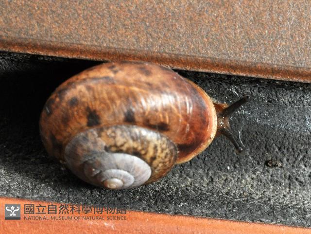 扁蝸牛藏品圖，第2張