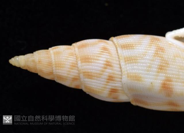 發現布紋螺藏品圖，第2張
