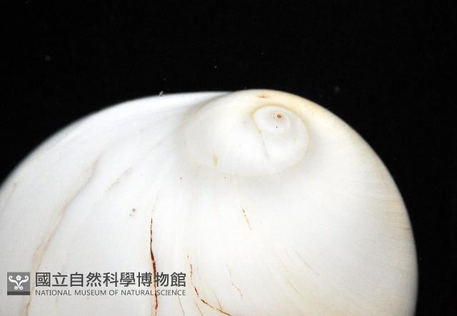 未知種無臍玉螺 1藏品圖，第2張