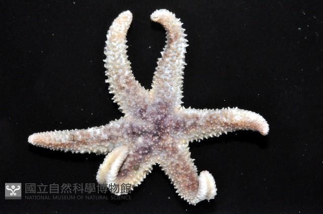 未知種細海盤車藏品圖，第2張