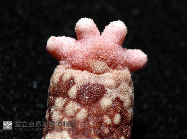 顆粒蛇海星藏品圖，第2張