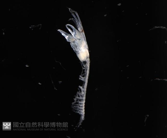 刻印擬島原足蟲藏品圖，第2張