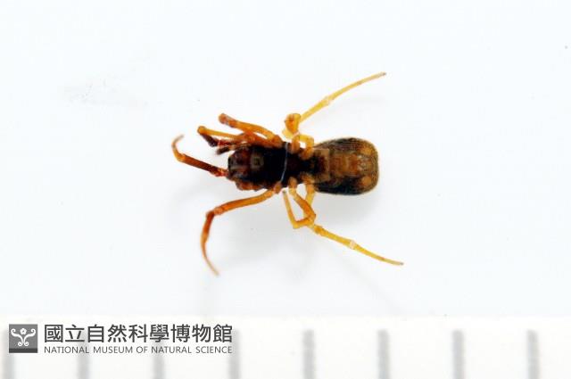 新種寄居姬蜘藏品圖，第2張