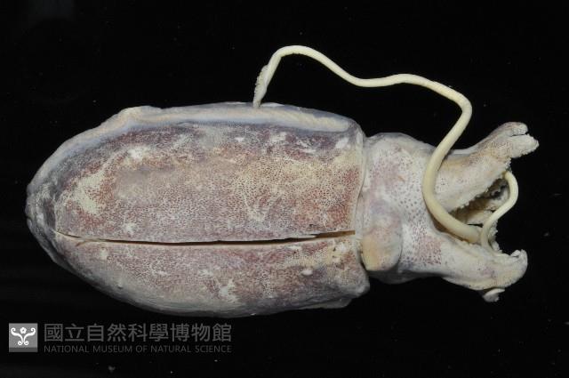 絲腕烏賊(新種)藏品圖，第2張