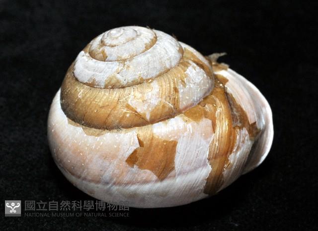 金崙栗蝸藏品圖，第2張