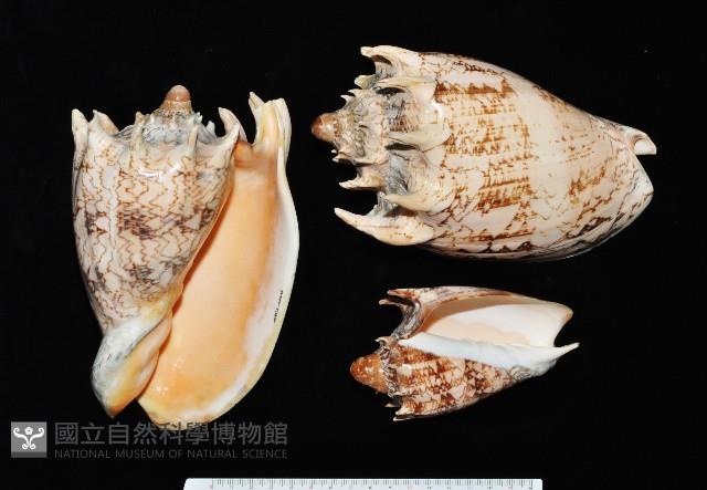 帝王渦螺藏品圖，第3張