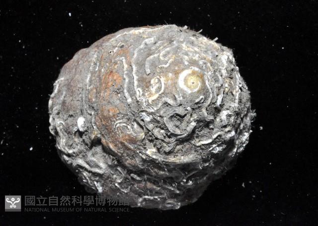 頭巾黑鐘螺藏品圖，第2張