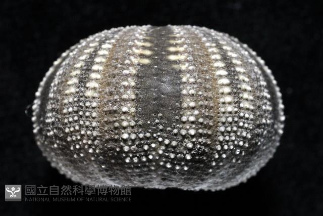 高腰海膽藏品圖，第2張