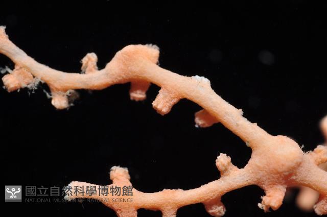 未知種柳珊瑚藏品圖，第2張