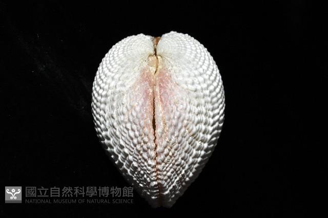 花籃蛤藏品圖，第2張
