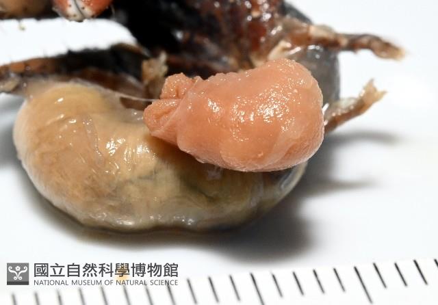 蛣蟹奴之一種藏品圖，第2張
