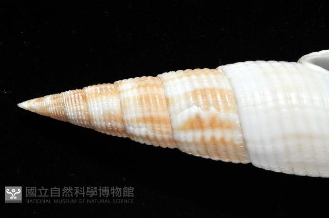 決心筆螺藏品圖，第2張