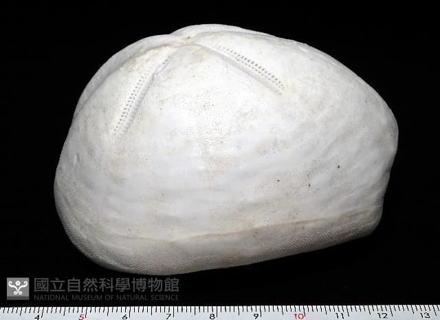 未知種緣帶海膽藏品圖，第2張