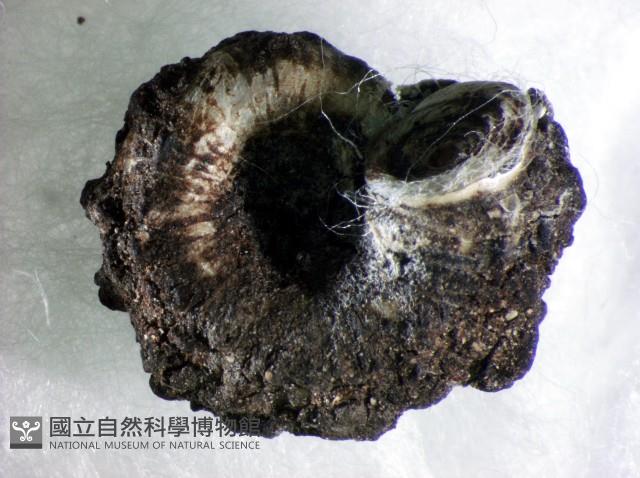 蘭嶼小山蝸牛藏品圖，第2張