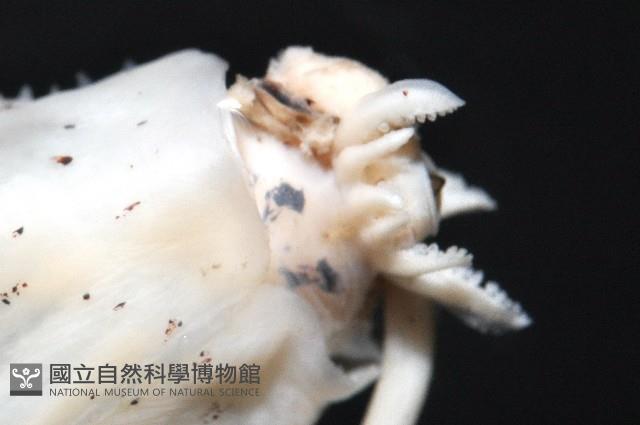 未知種紡錘魷魚藏品圖，第2張