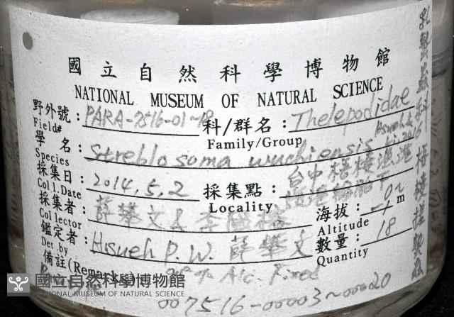 梧棲搓蟄蟲藏品圖，第2張