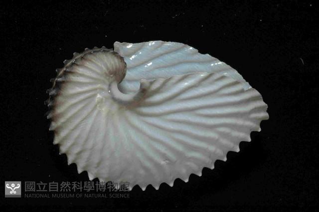 扁船蛸藏品圖，第2張