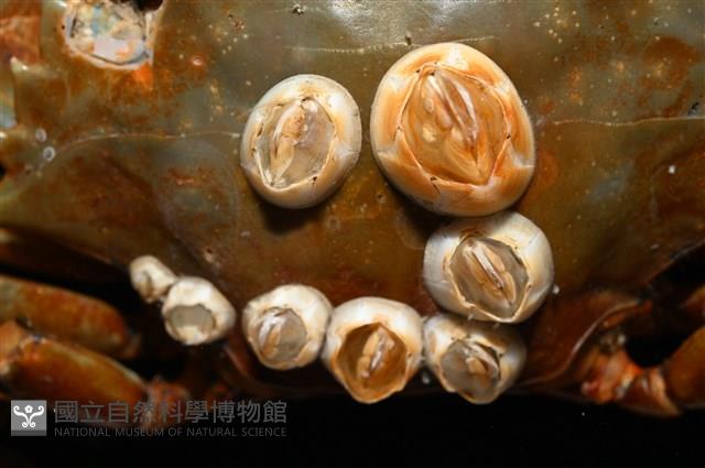 薄殼龜藤壺藏品圖，第2張
