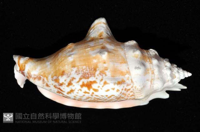 紫袖鳳凰螺藏品圖，第2張