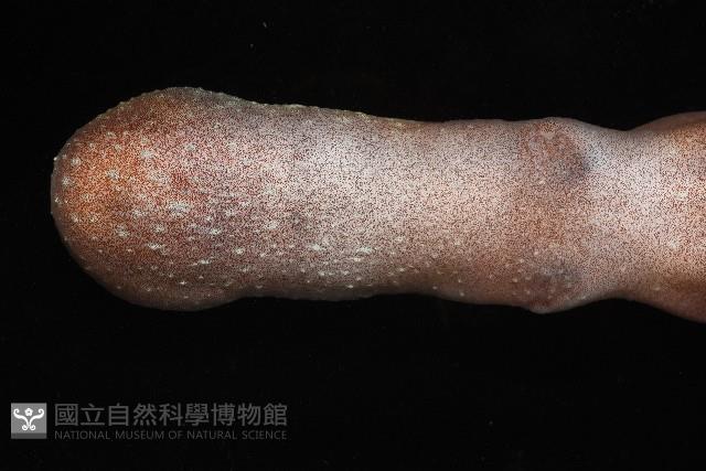 沙港章魚(新種)藏品圖，第2張