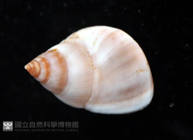 草莓玉黍螺藏品圖，第2張