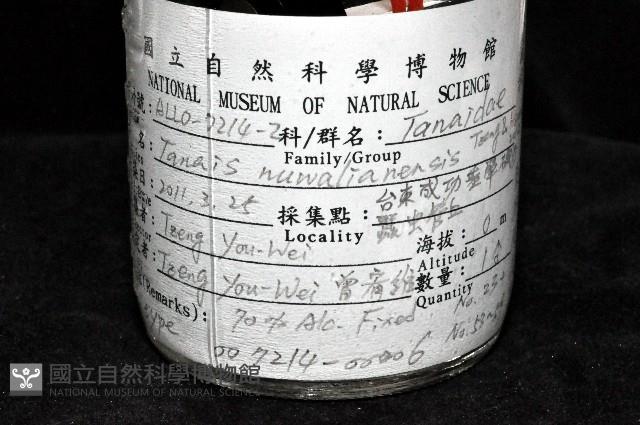東界原足蟲藏品圖，第2張