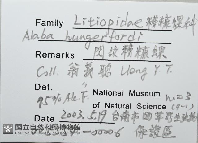 閃紋糟糠螺藏品圖，第2張