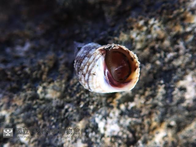 黑尖玉黍螺藏品圖，第2張
