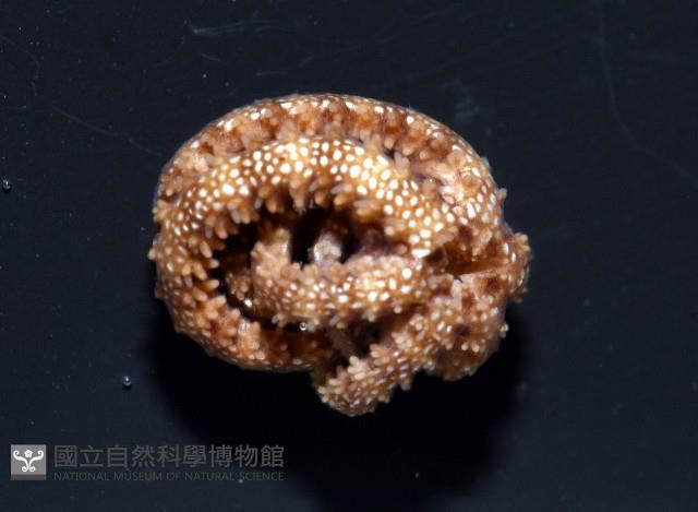未知種陽燧足藏品圖，第2張