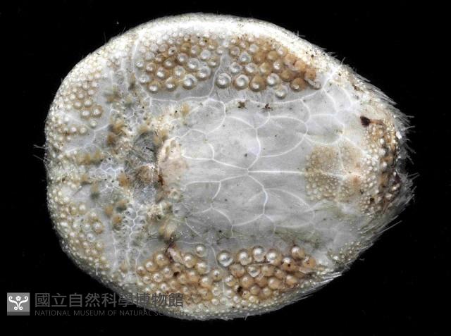 扁仙壺海膽藏品圖，第2張