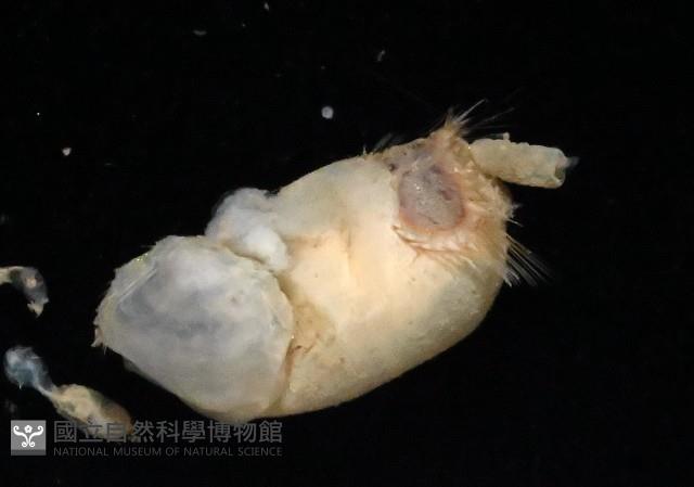 未知種不倒翁蟲藏品圖，第2張