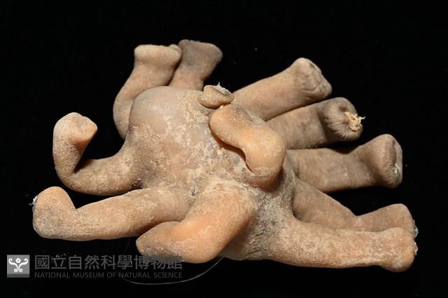 寄居蟹鞘群海葵藏品圖，第2張