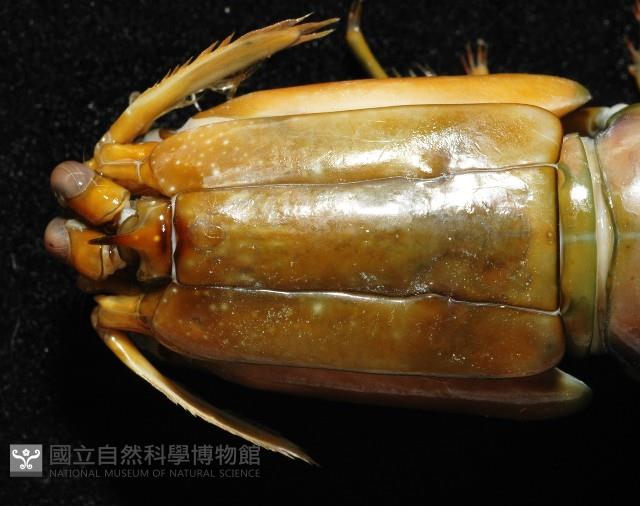 大指蝦蛄藏品圖，第2張