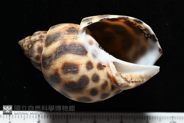 婆羅洲鳳螺藏品圖，第2張