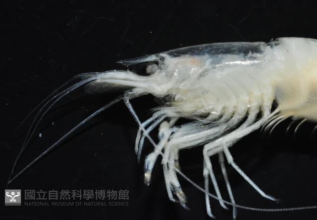 西表島新米蝦藏品圖，第2張